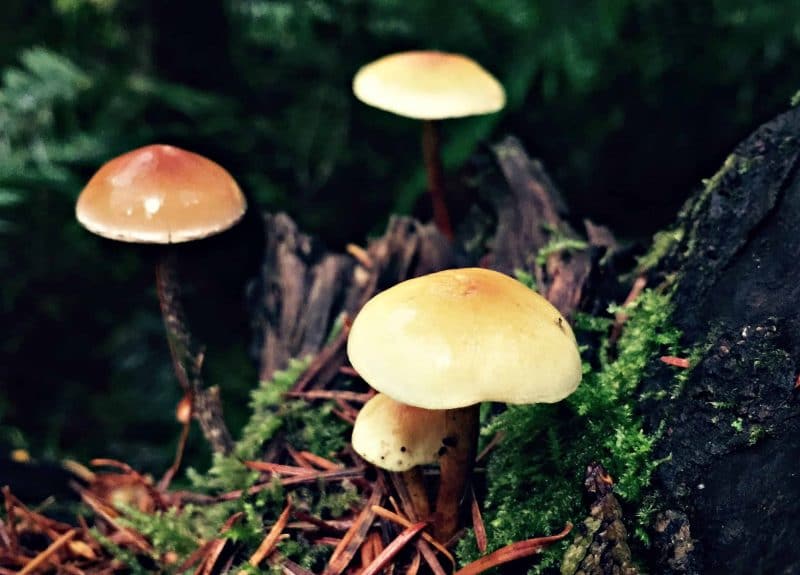 three little mushrooms