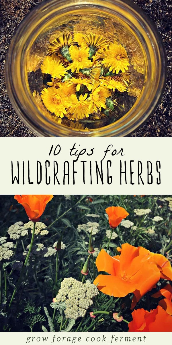 Are you interested in learning how to collect your own medicinal herbs and edible flowers for your herbalism practice? You'll love these ten tips for foraging and wildcrafting medicinal herbs! #wildcrafting #herbalism