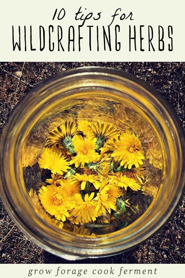 Wildcrafted dandelions in a jar.
