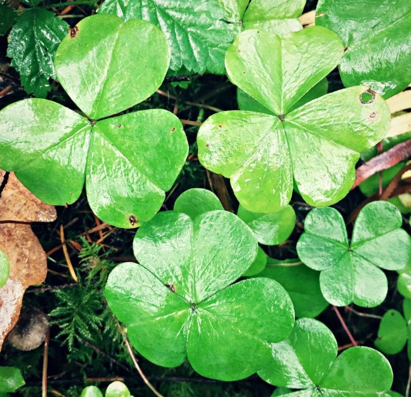 wood sorrel