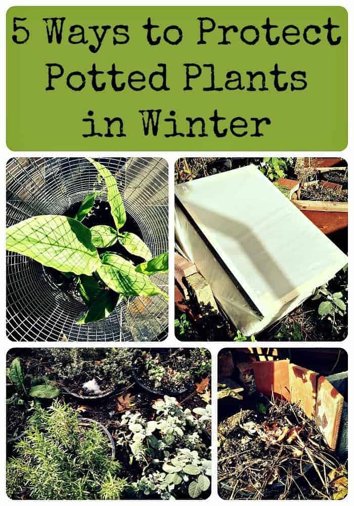 5 Ways to Protect Potted Plants in Winter