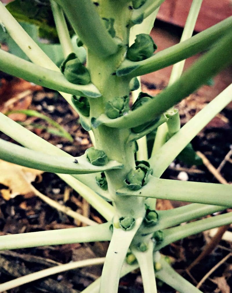 baby brussels sprouts