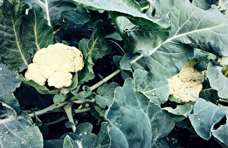 cauliflowers