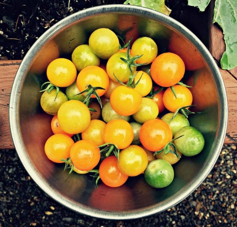 cherry tomatoes