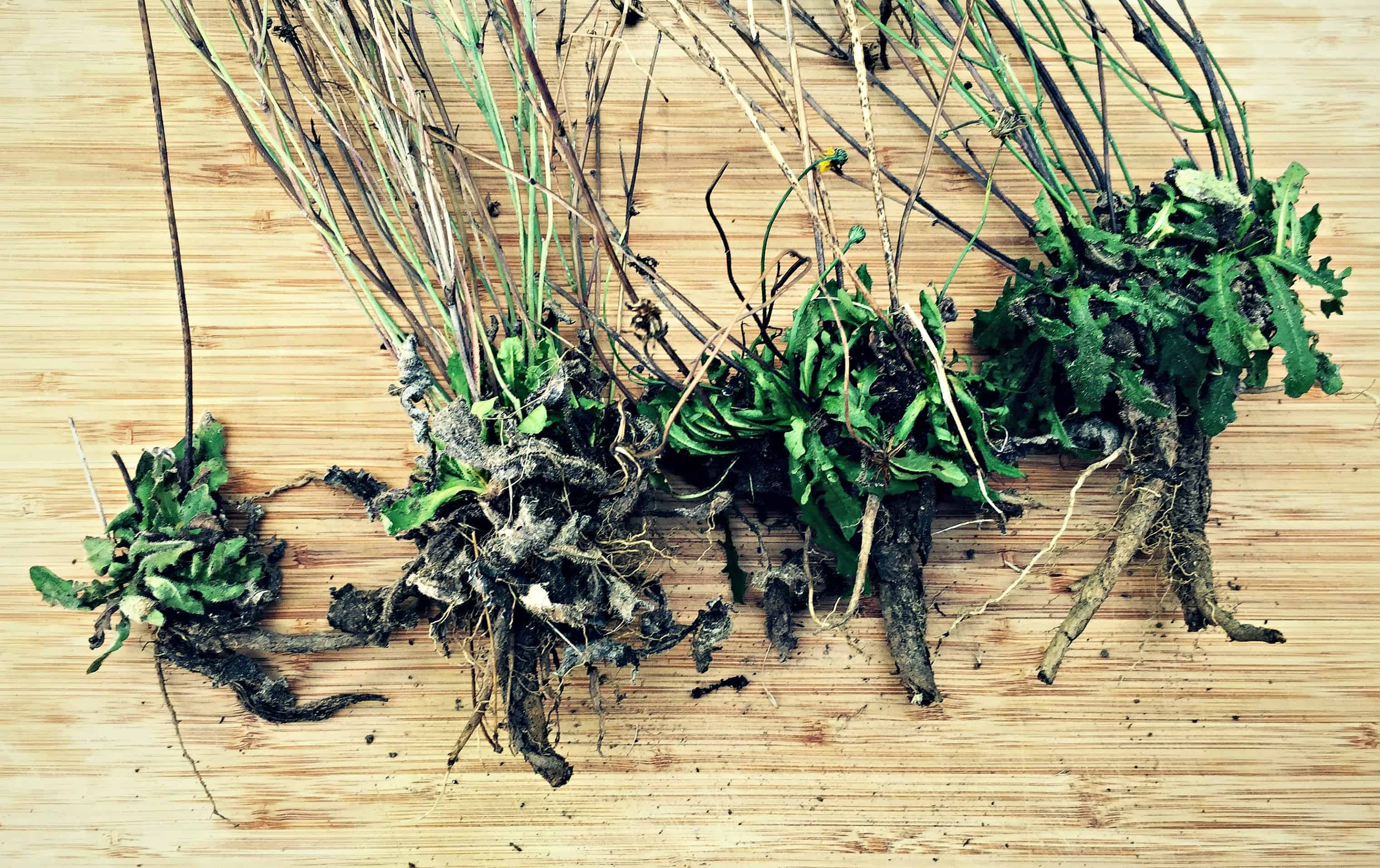 Foraging for Dandelion Root