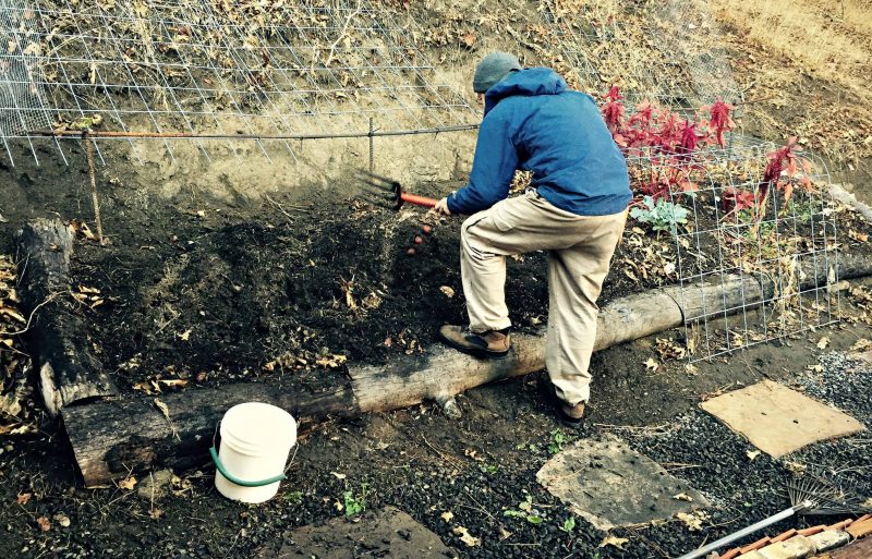 digging for potatoes