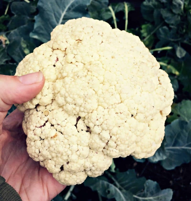 first cauliflower harvest