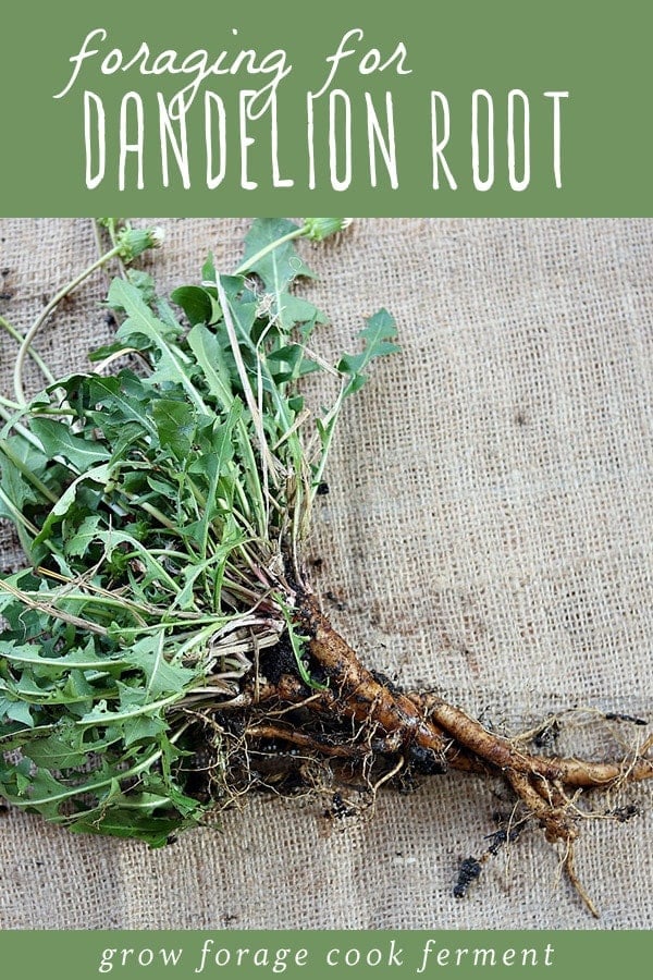 A freshly harvested dandelion root wit leaves