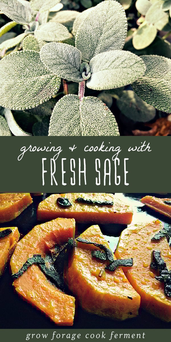 Sage is the perfect fall herb. It's easy to grow in your garden or in a pot, and it's a wonderful herb to cook with, especially for seasonal fall recipes. Sage is a hardy herb and very easy to grow, and it has a variety of medicinal uses for herbal medicine remedies, as well as culinary uses. Click through learn everything you need to know about growing, cooking, and using sage! #sage #herbs #garden #growing #herbalism #herbalmedicine