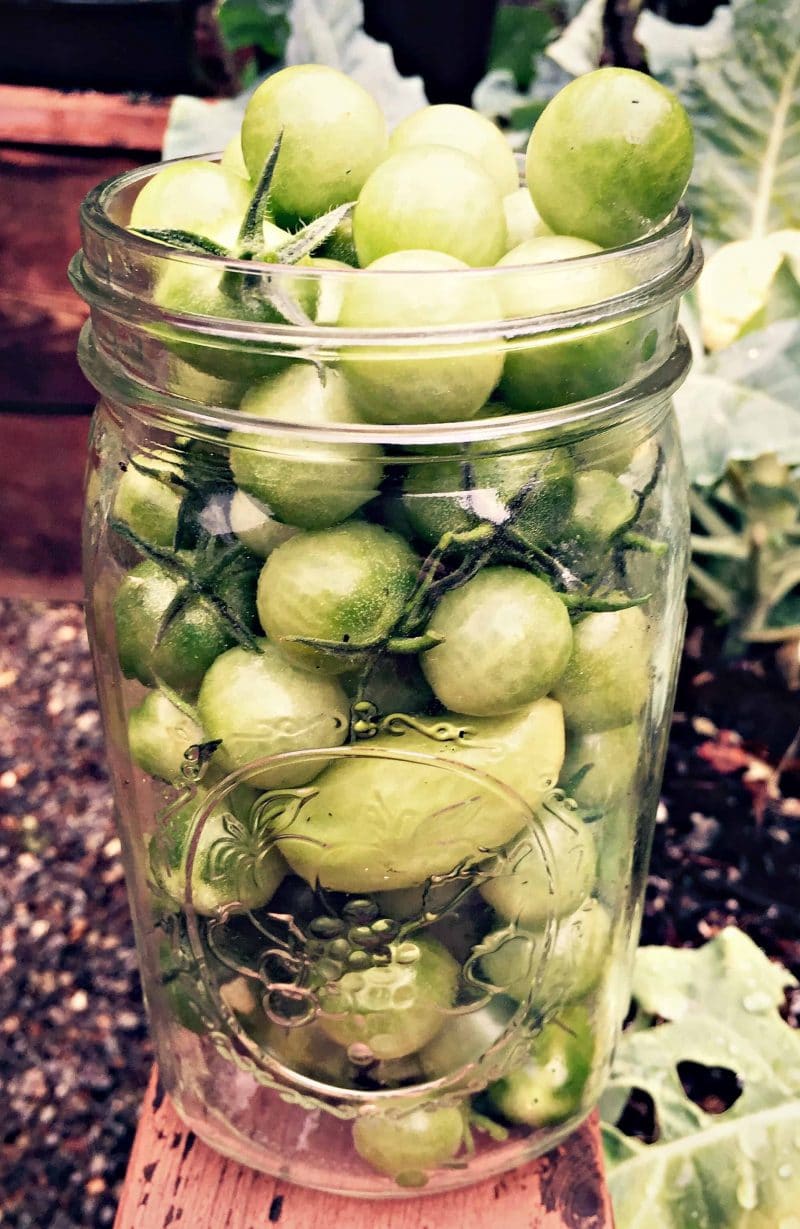 jar of green tomatoes