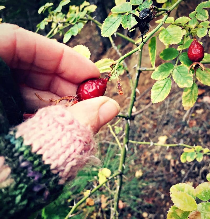 a hand picking rose hips