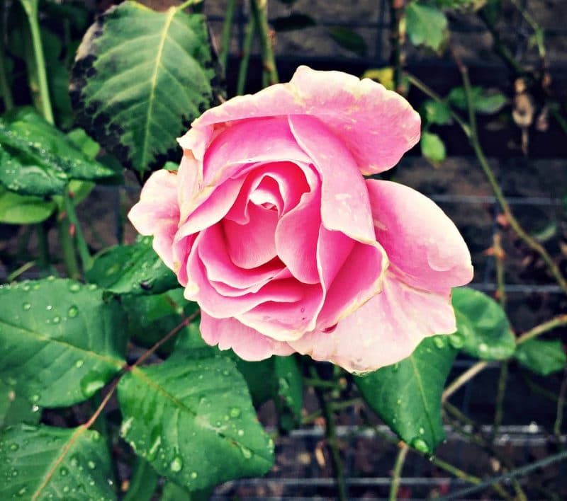 pink rose