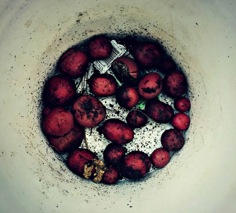 potato harvest