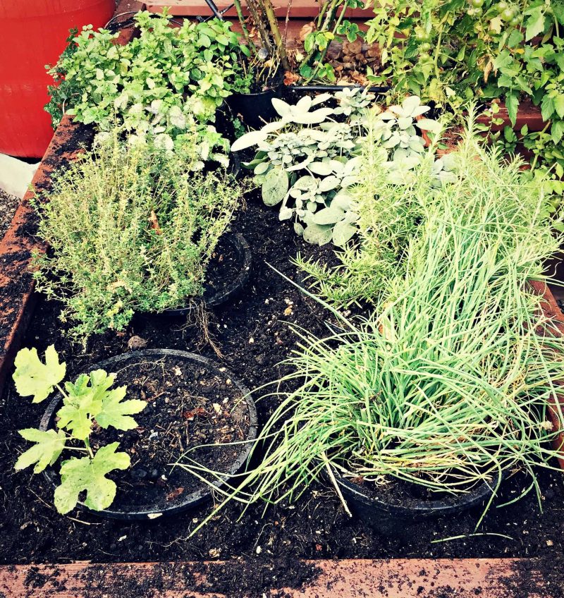 pots in raised beds