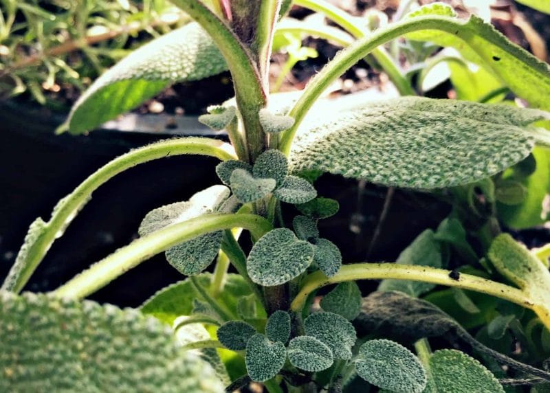 sage baby leaves