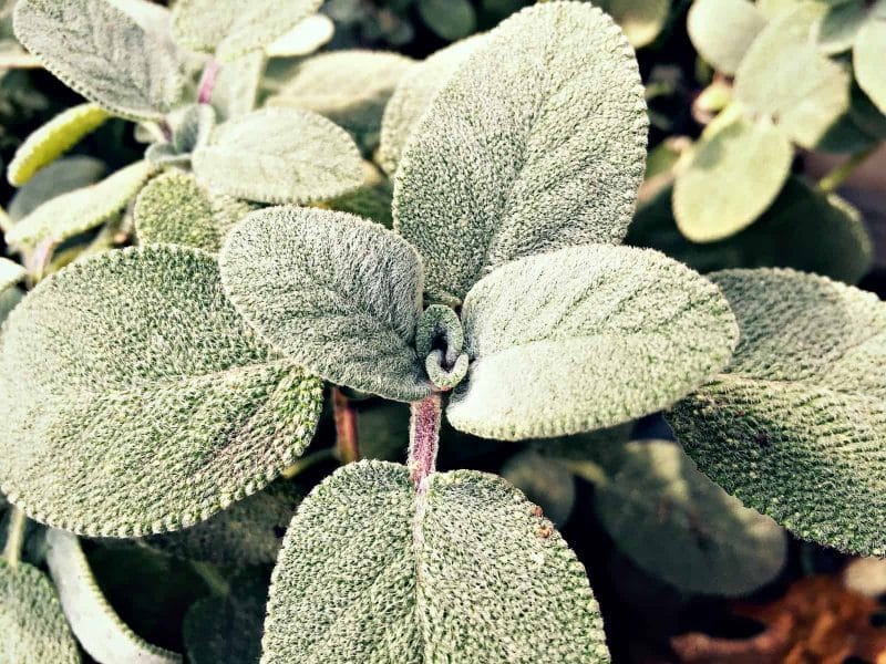 sage fuzzy leaves close up