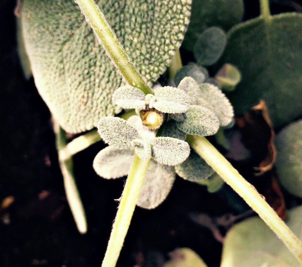 sage trimmed