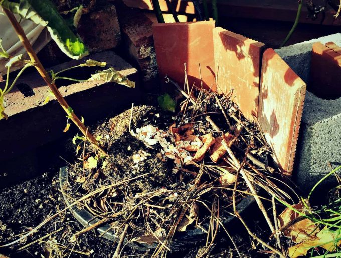 5 Ways to Protect Potted Plants in Winter