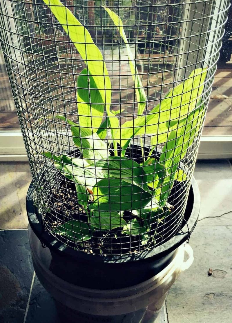 5 Ways to Protect Potted Plants in Winter