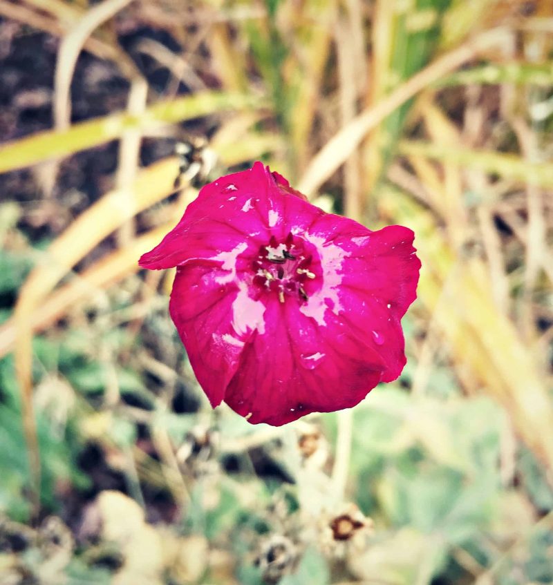 wet wildflower