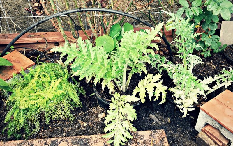 yarrow and artichoke