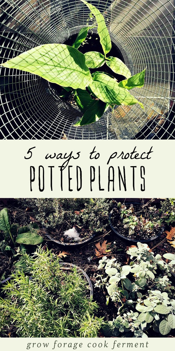 Potted plants need a little more protection from cold weather than plants that are in the ground. Here are five ways to protect potted plants in winter! #gardening #growing