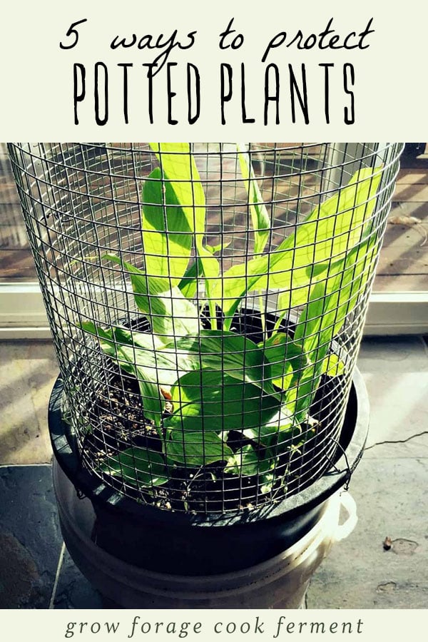 A potted plant protected with a wire cage.