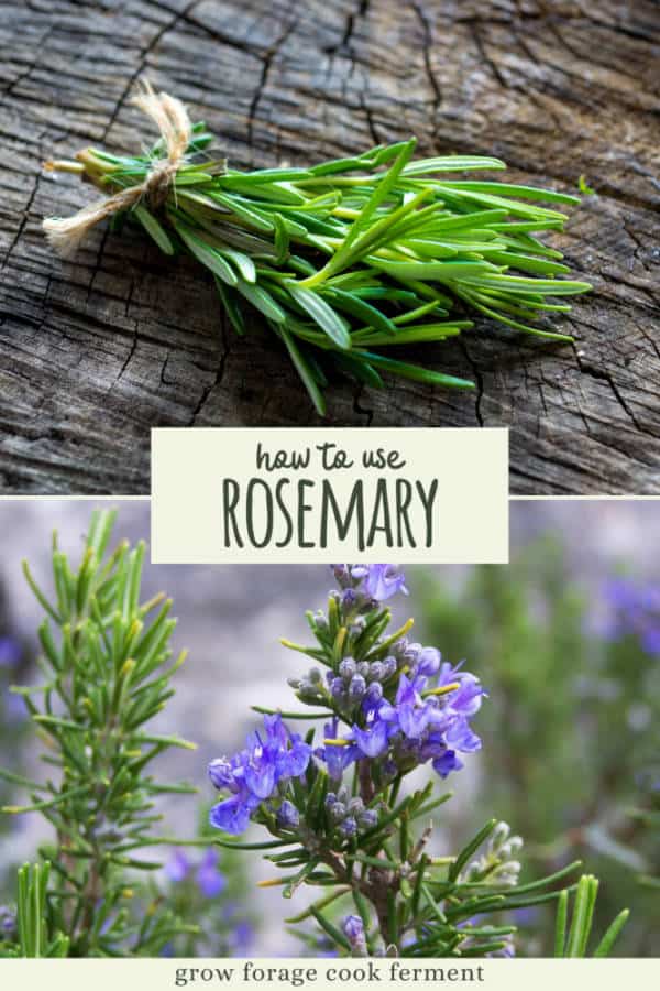 10 Reasons to Grow Rosemary for your Garden, Food and Health