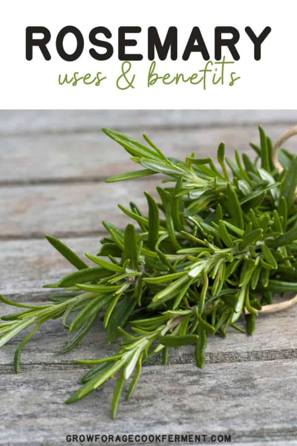 10 Reasons to Grow Rosemary for your Garden, Food and Health