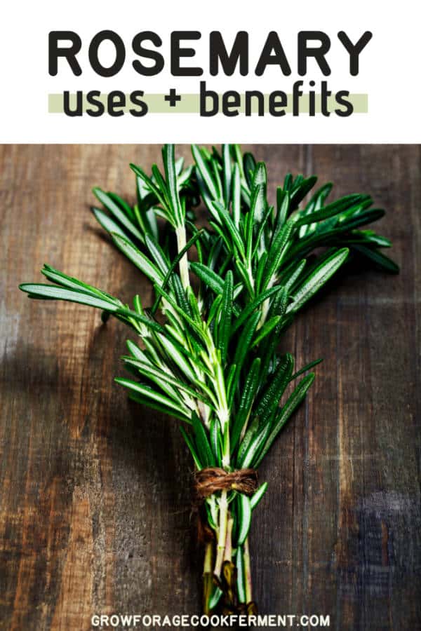 10 Reasons to Grow Rosemary for your Garden, Food and Health