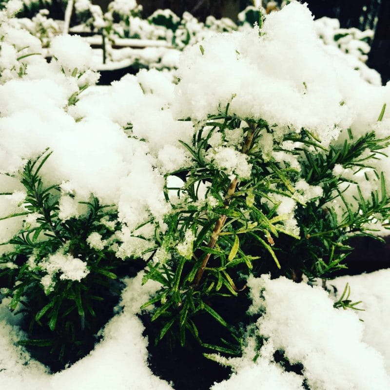 snowy rosemary