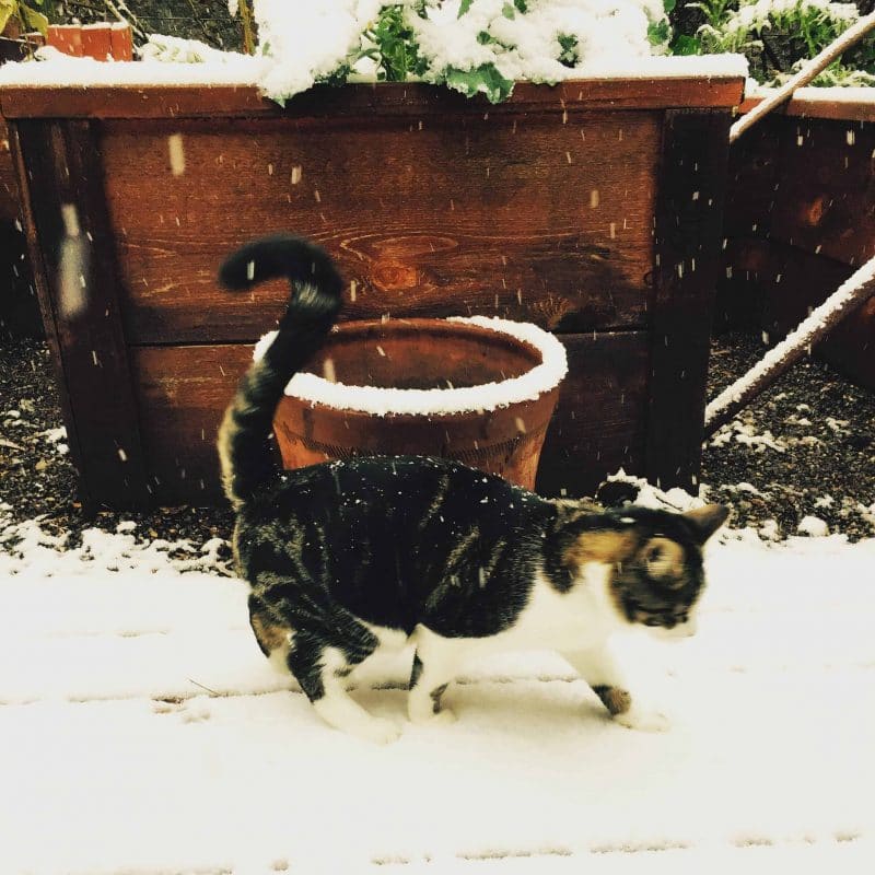 cosmo the kitten in snow