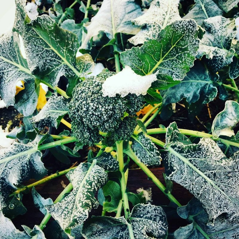 frosty broccoli
