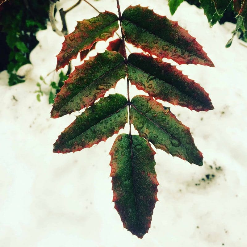 Oregon grape leaf