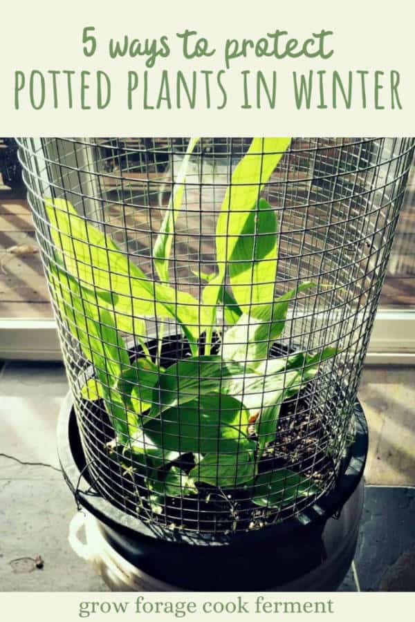 5 Ways to Protect Potted Plants in Winter