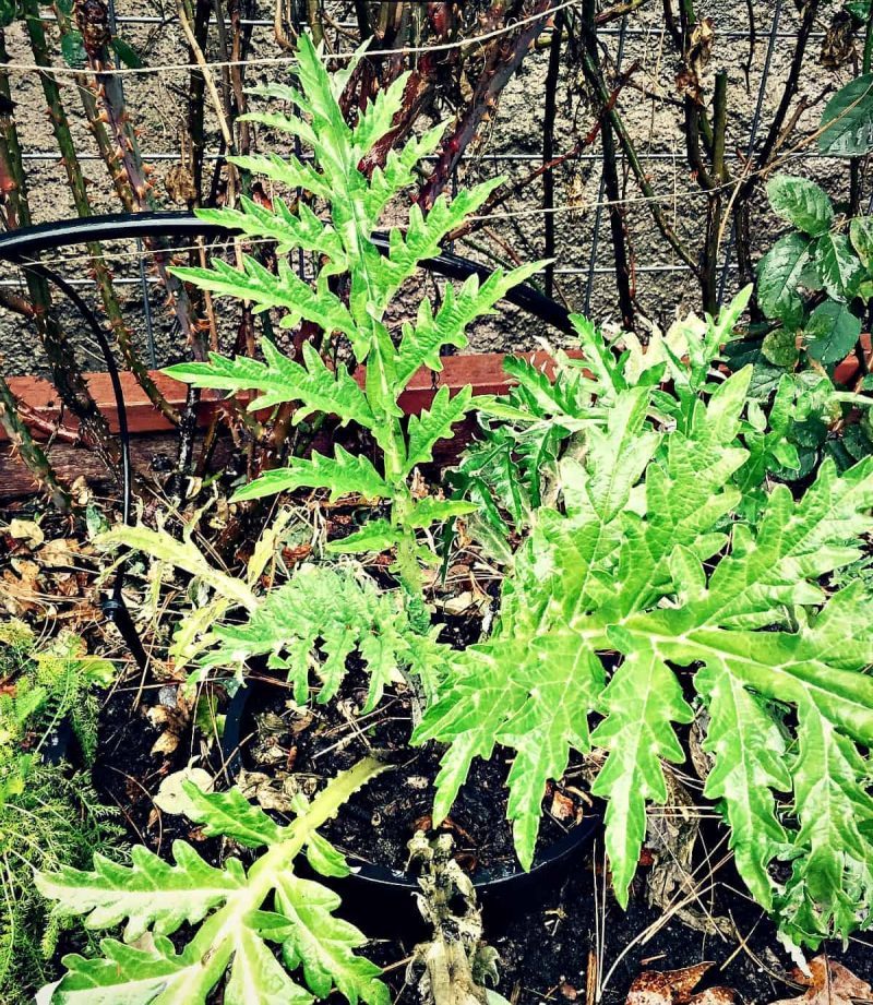 artichoke plant