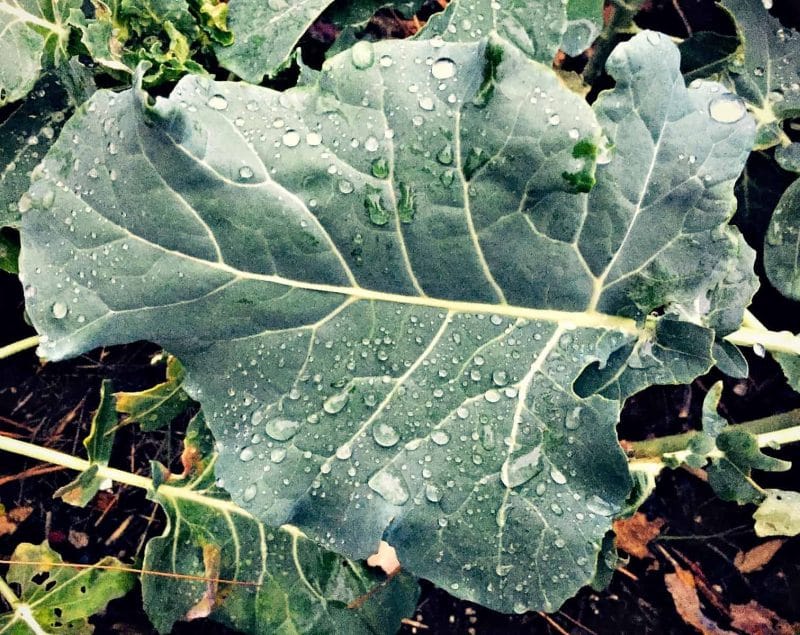 broccoli dew drops