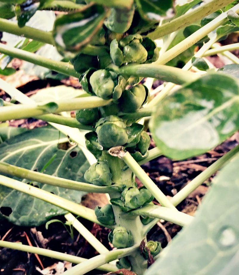 brussels sprouts