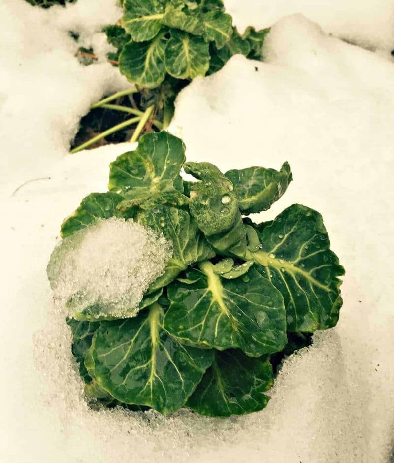 brussels sprouts snow