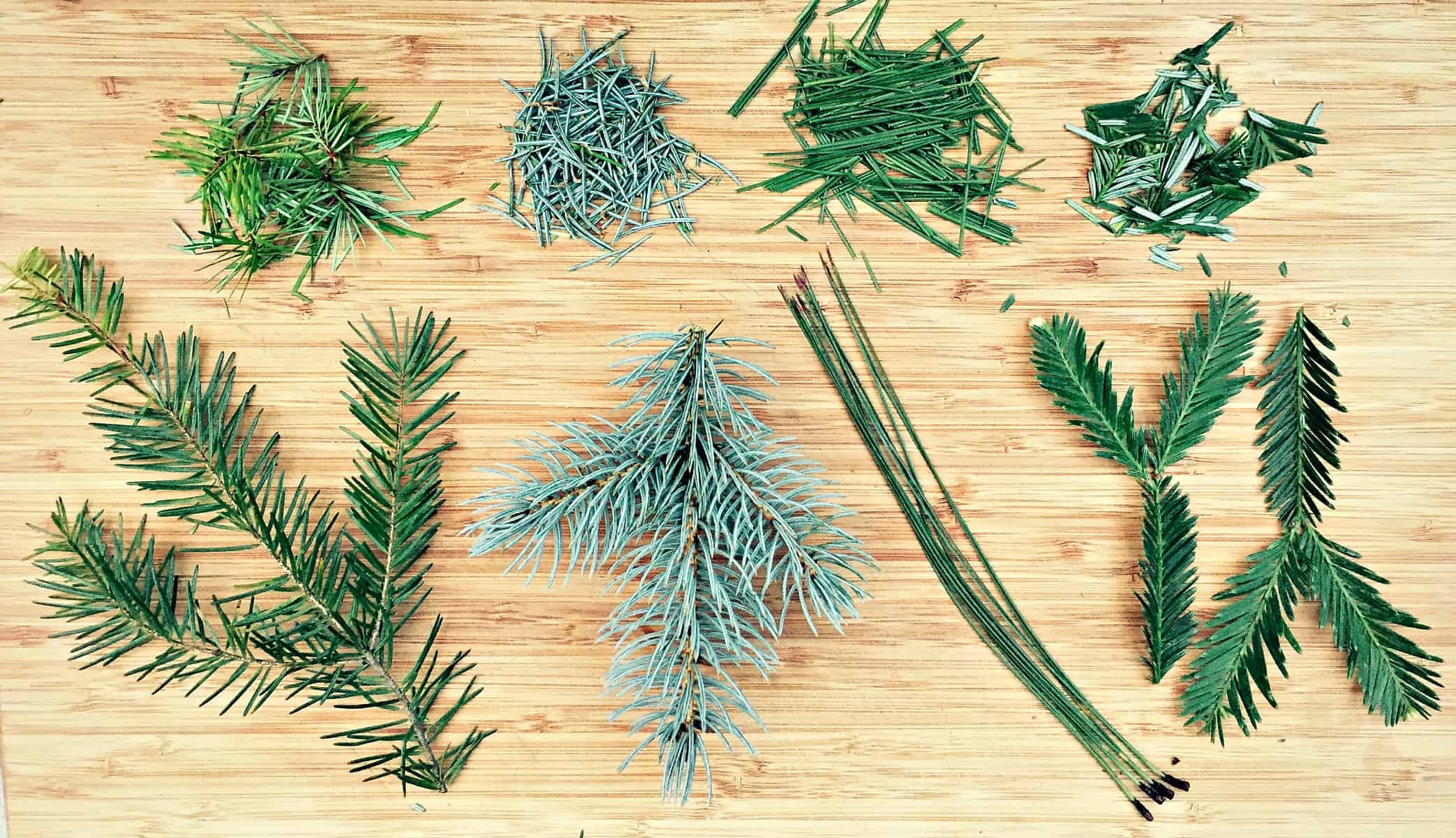Foraging for Pine Needles and other conifer needles