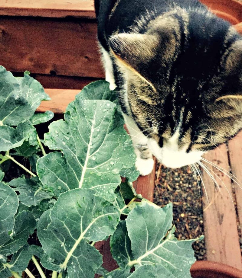 cosmo broccoli leaves