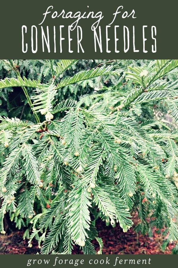 A large shrub of redwood conifer needles.