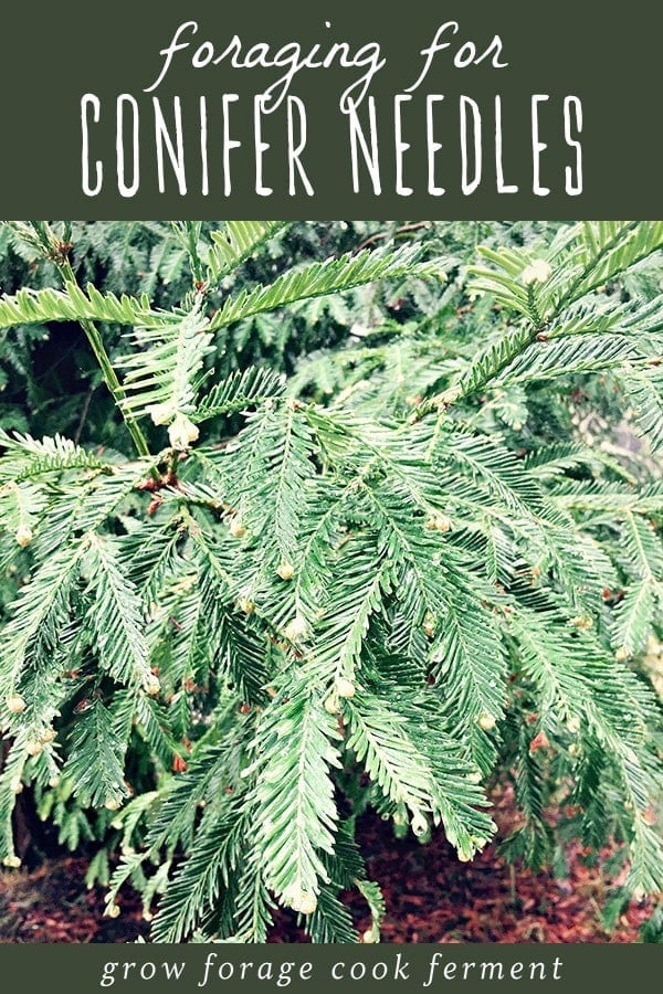Foraging can be a challenge in the fall and winter, but luckily pine needles and other conifer needles are plentiful! Learn the main conifer needles to be on the look out for when foraging, as well as how to make a delicious recipe for medicinal pine need tea. This it the perfect first adventure for a beginner forager and budding herbalist! A large shrub of redwood conifer needles.