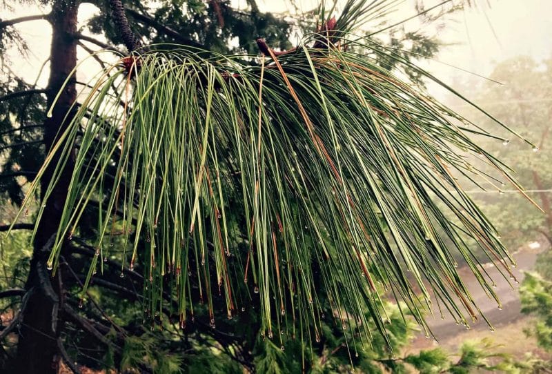 pine needle branch on a foggy day