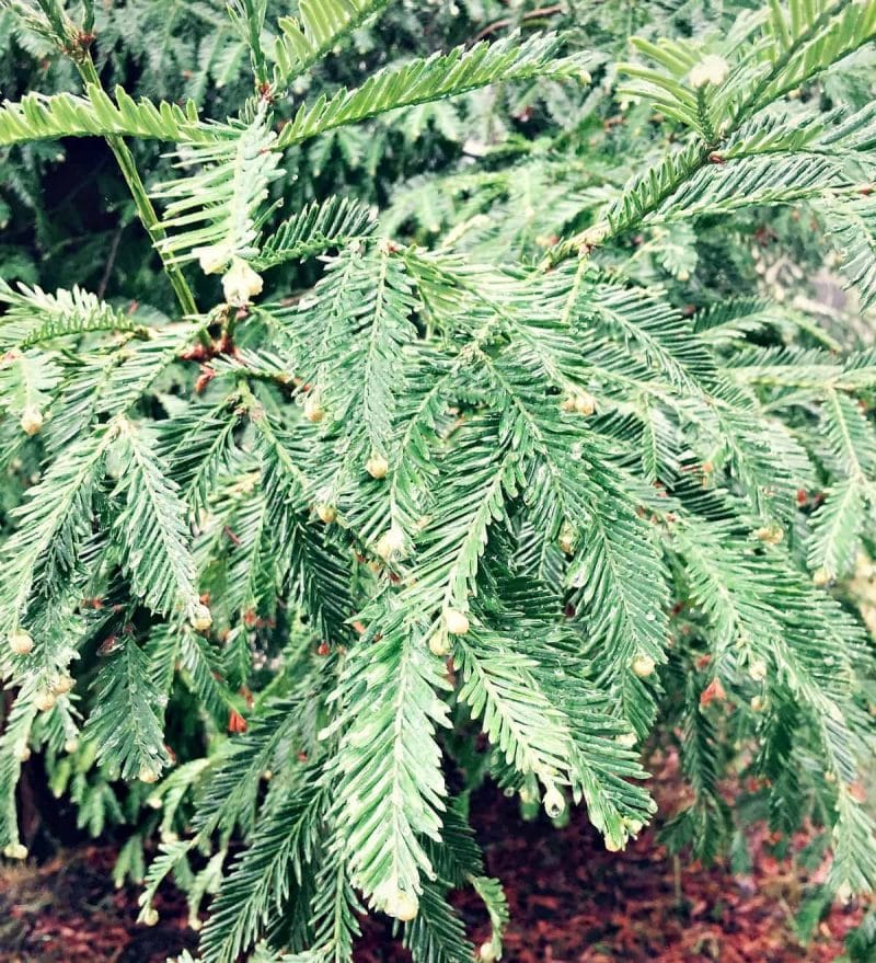 redwood branches