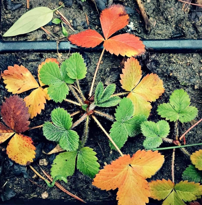 strawberry plant