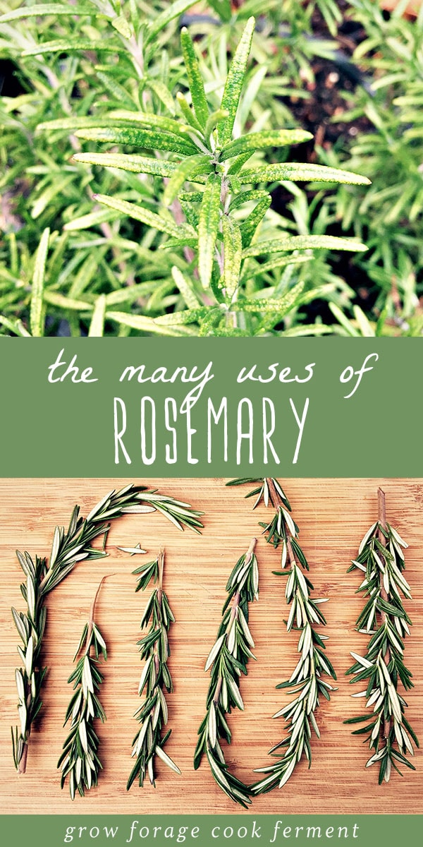 Rosemary is a plant that everyone should have in their garden because it is so useful! Everyone knows that cooking with rosemary is delicious, but it is also widely used in herbal remedies as it has many medicinal properties. Click through to learn everything you need to know about how to grow and use rosemary in the kitchen and your at home herbal medicine practice. #rosemary #herbs #growing #garden #herbalism #herbalmedicine