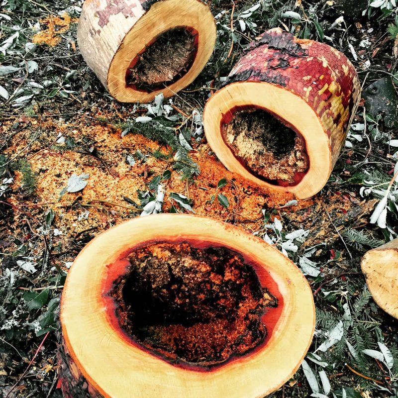 hollow madrone tree rounds