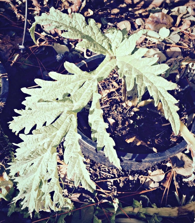 artichoke plant winter