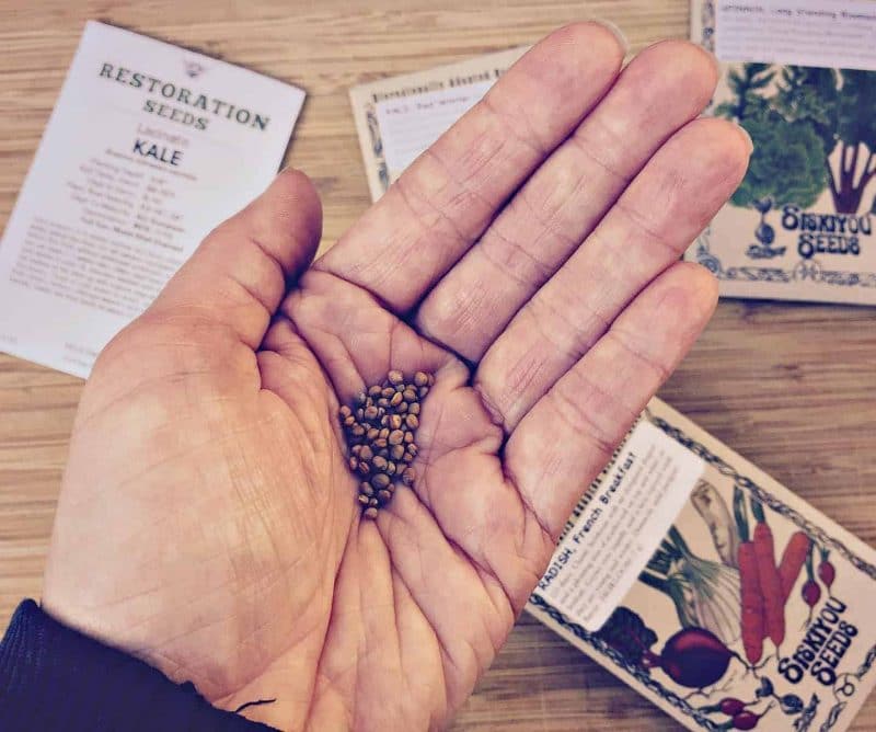 radish seeds in hand